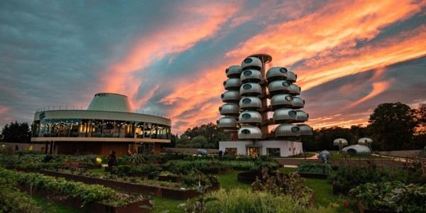 越看越像樹葡萄，但一點(diǎn)都不“土味”