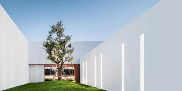 不多不少，一棵就好