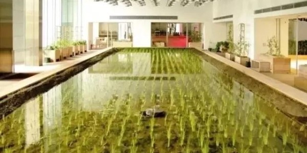 美國人把辦公桌搬進了熱帶雨林，日本人把農場搬進了寫字樓！
